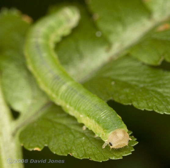 Sawfly larva (unidentified) on fern frond - 2