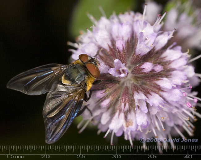 Phasia hemiptera (a tachinid fly) on Water Mint - 1