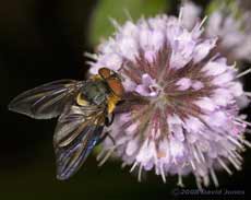 Phasia hemiptera (a tachinid fly) on Water Mint