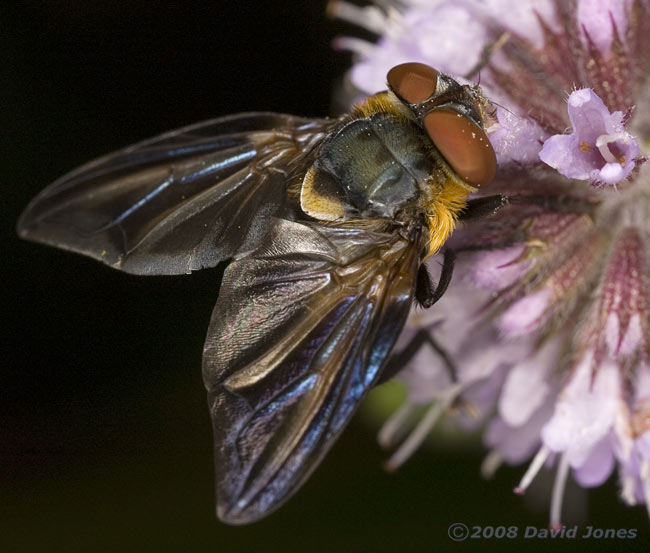 Phasia hemiptera (a tachinid fly) on Water Mint - 2