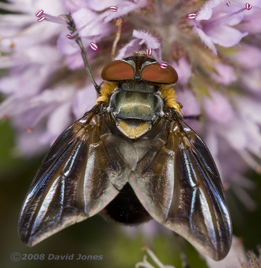 Phasia hemiptera (a tachinid fly) on Water Mint - 3