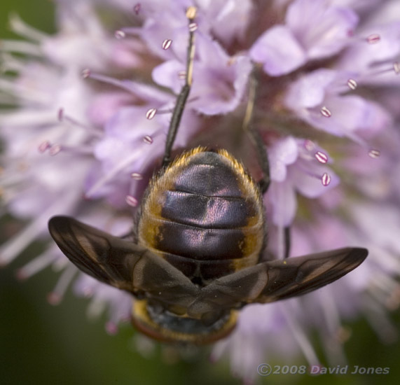 Phasia hemiptera (a tachinid fly) on Water Mint - showing abdomen