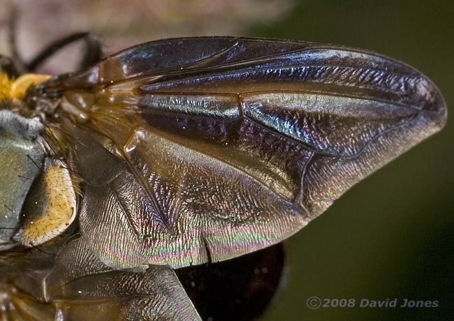 Phasia hemiptera (a tachinid fly) on Water Mint - close-up of wing