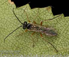 Ichneumon fly (unidentified) roosting on Birch leaf