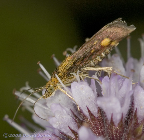 Moth (Pyrausta aurata) feeding on Water Mint