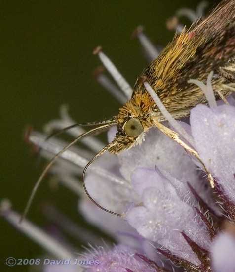 Moth (Pyrausta aurata) feeding on Water Mint - close-up
