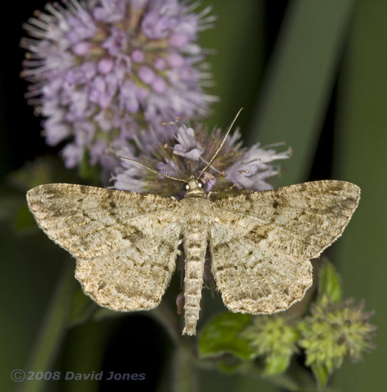 Willow Beauty Moth (Peribatodes rhomboidaria) feeding at Water Mint