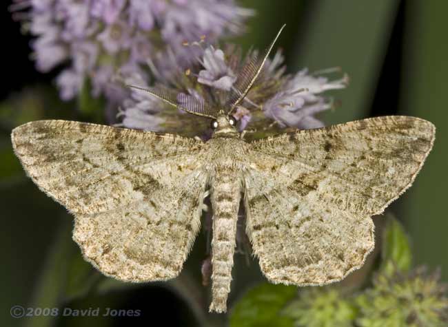 Willow Beauty Moth (Peribatodes rhomboidaria) feeding at Water Mint - close-up