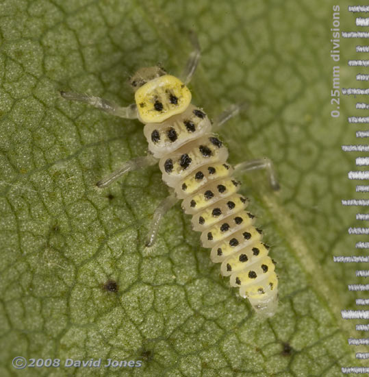 Larva of Orange Ladybird on Birch leaf