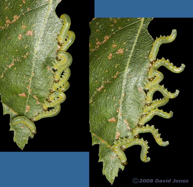 Hazel Sawfly larvae (on Birch leaf) reacting to disturbance