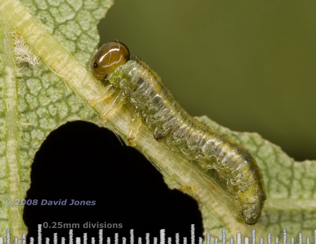 Sawfly larva (unidentified) on Birch leaf