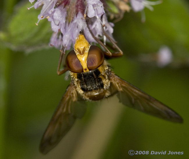 Female Volucella inanis (Inane Hoverfly) on Water Mint - 3