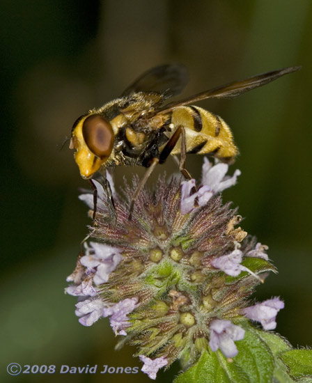 Female Volucella inanis (Inane Hoverfly) on Water Mint - 1