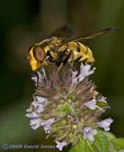 Female Volucella inanis (Inane Hoverfly) on Water Mint