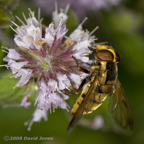 Female Volucella inanis (Inane Hoverfly) on Water Mint - 2