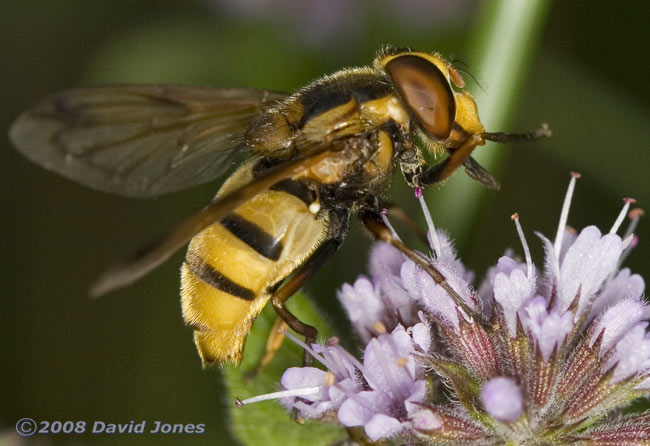 Volucella inanis (Inane Hoverfly) - showing feathered antenna (on female)