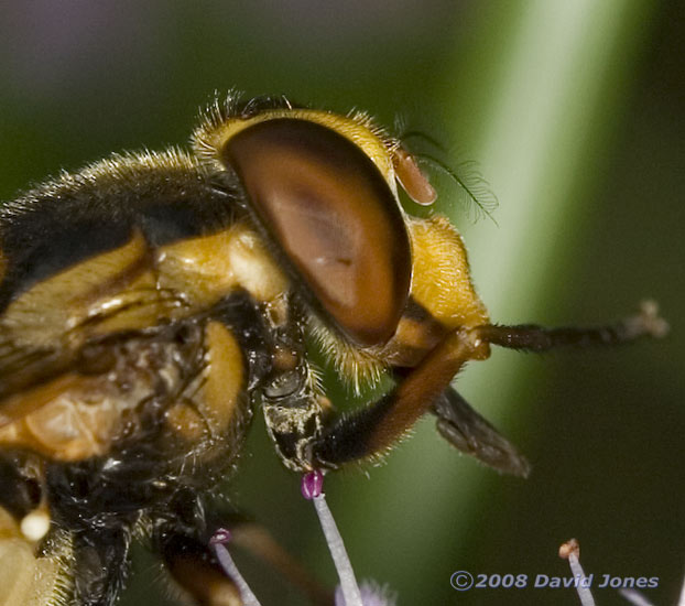 Volucella inanis (Inane Hoverfly) - showing feathered antenna (on female) - cropped image