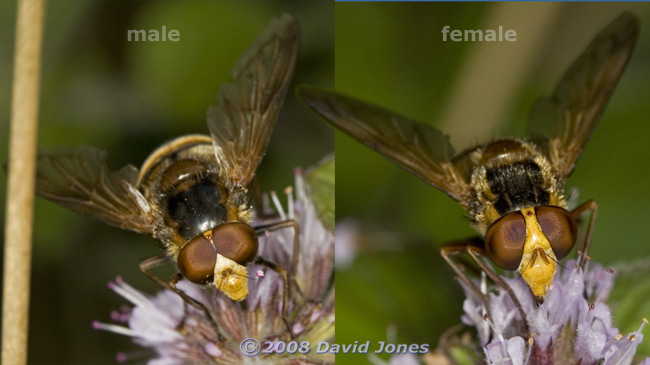 Volucella inanis (Inane Hoverfly) - male and female 'faces' compared