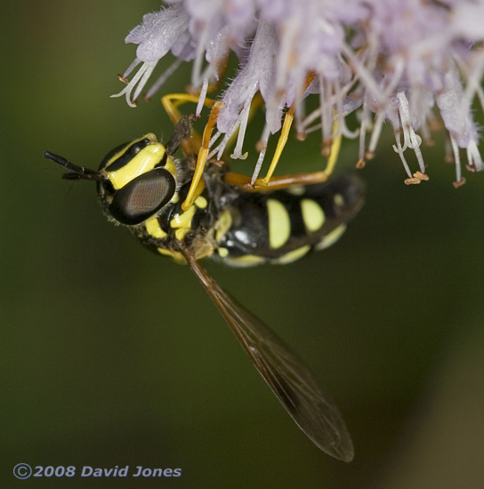 Hoverfly (poss Chrysotoxum festivum) on Water Mint