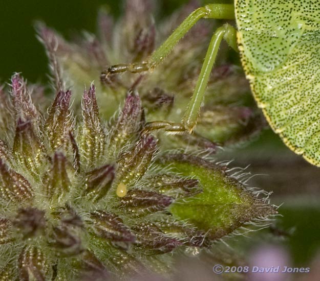 Possible egg on Water Mint flower buds