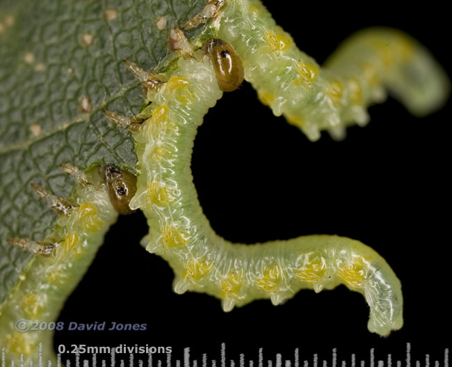 Larva of Hazel Sawfly (Croesus septentrionalis)