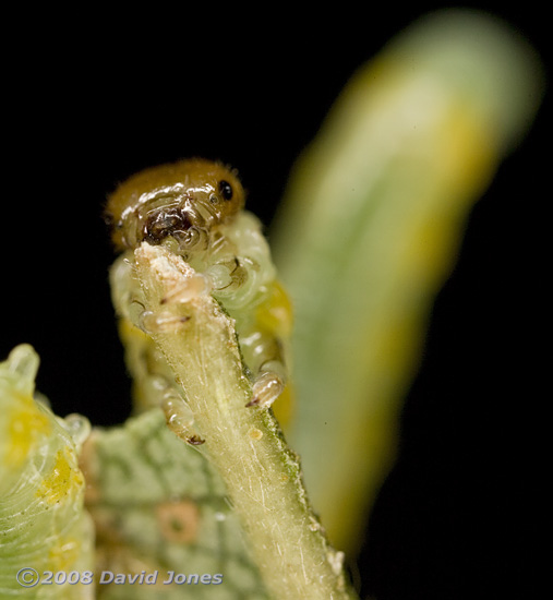 Larva of Hazel Sawfly (Croesus septentrionalis) - close-up of head (a)