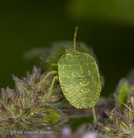 Late instar nymph of the Green Shieldbug on Water Mint