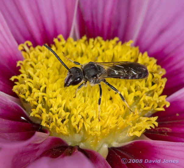 Solitary Bee (unidentified) on Cosmos bloom - 2