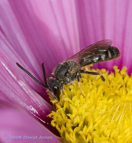 Solitary Bee (unidentified) on Cosmos bloom - 1