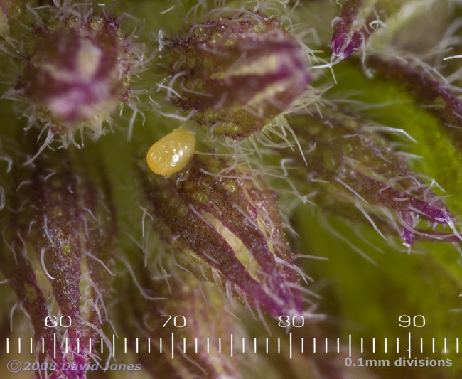 Possible egg on Water Mint flower bud - 1