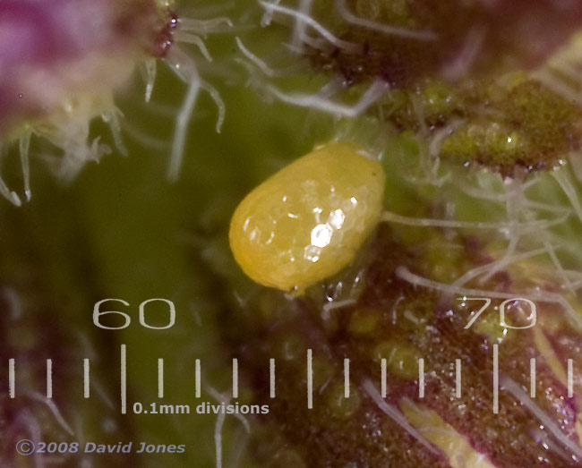 Possible egg on Water Mint flower bud - cropped image