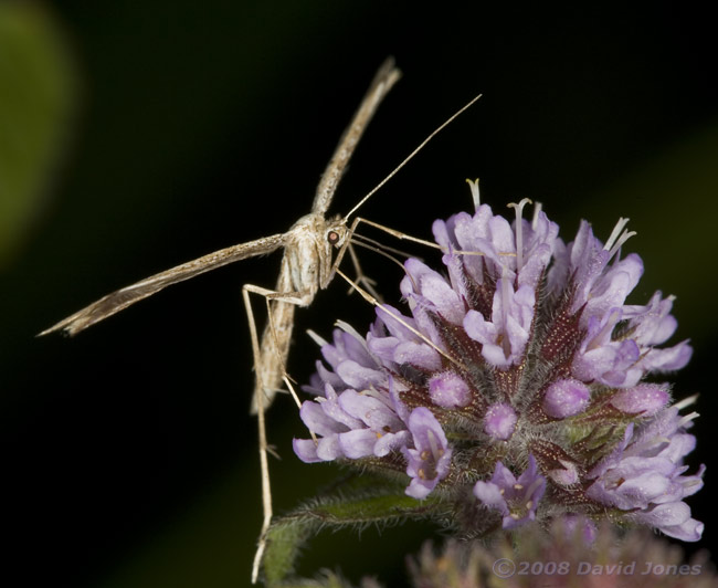 Plume Moth (Emmelina monodactyla) at Water Mint