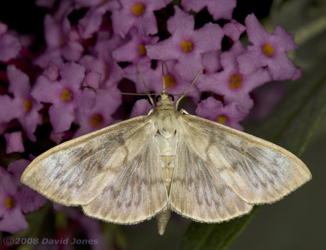 Mother of Pearl moth (Pleuroptya ruralis) at Buddleia