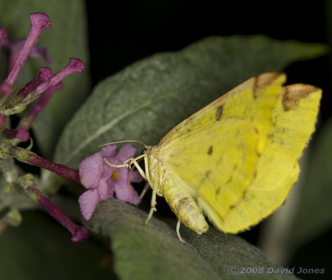 Brimstone Moth (Opisthograptis luteolata) at Buddleia