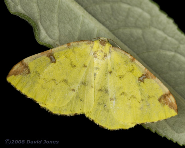Brimstone Moth (Opisthograptis luteolata) rests under Buddleia leaf