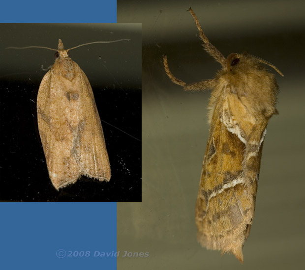 Moths on patio window