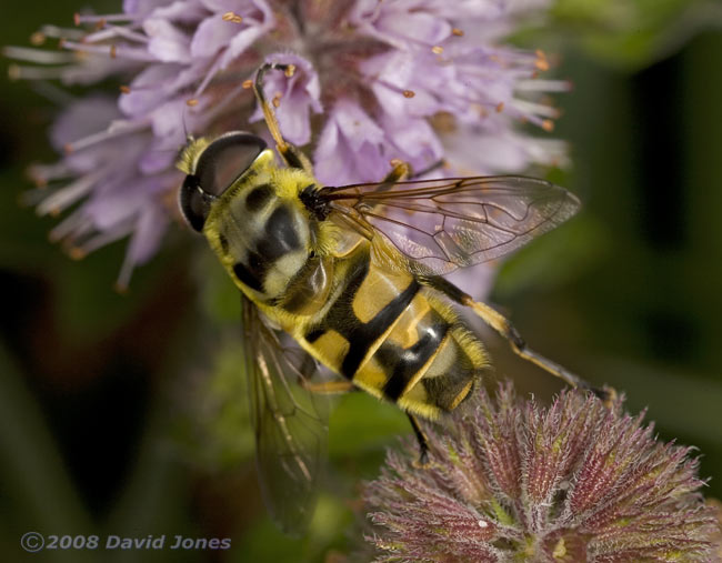Hoverfly (Myathropa florea) on Water Mint - a