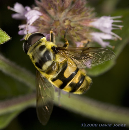 Hoverfly (Myathropa florea) on Water Mint - b