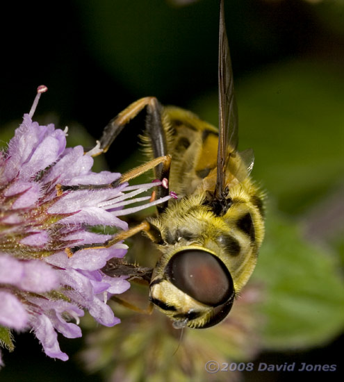 Hoverfly (Myathropa florea) feeds at Water Mint