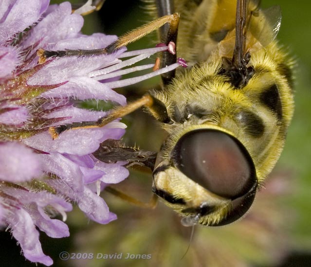 Hoverfly (Myathropa florea) feeds at Water Mint - cropped image