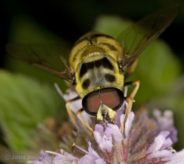 Hoverfly (Myathropa florea) at Water Mint - view from front