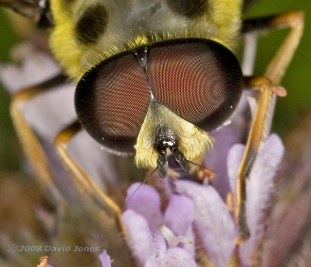 Hoverfly (Myathropa florea) at Water Mint - view from front: close-up