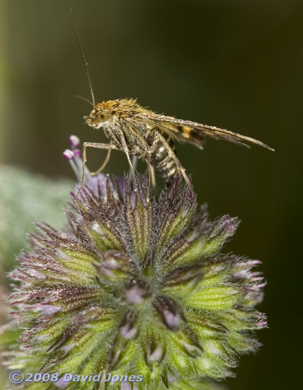 Moth (Pyrausta aurata) egg-laying on Water Mint