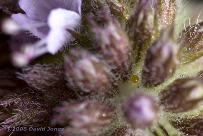 Egg probably laid by moth (Pyrausta aurata) on Water Mint