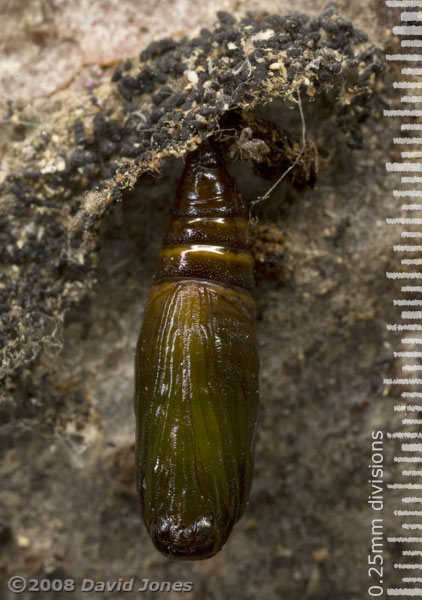 Chrysalis on log