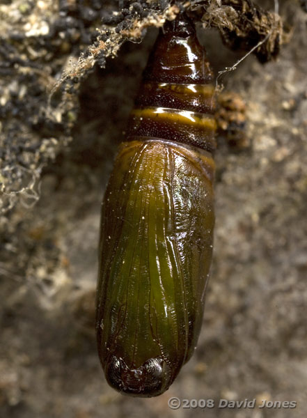 Chrysalis on log