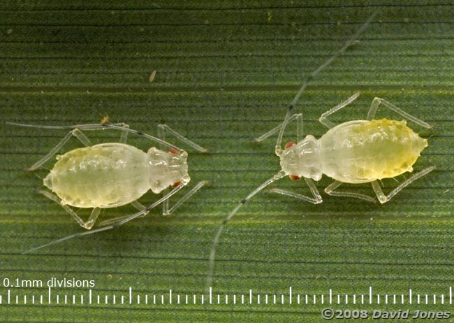 Aphids on bamboo leaf - 1