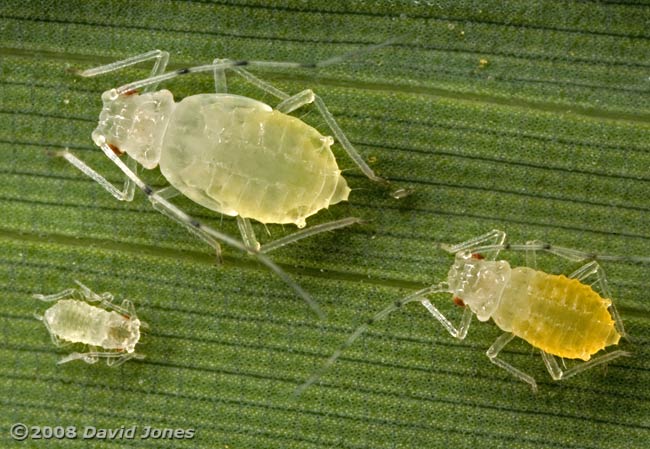 Aphids on bamboo leaf - 2