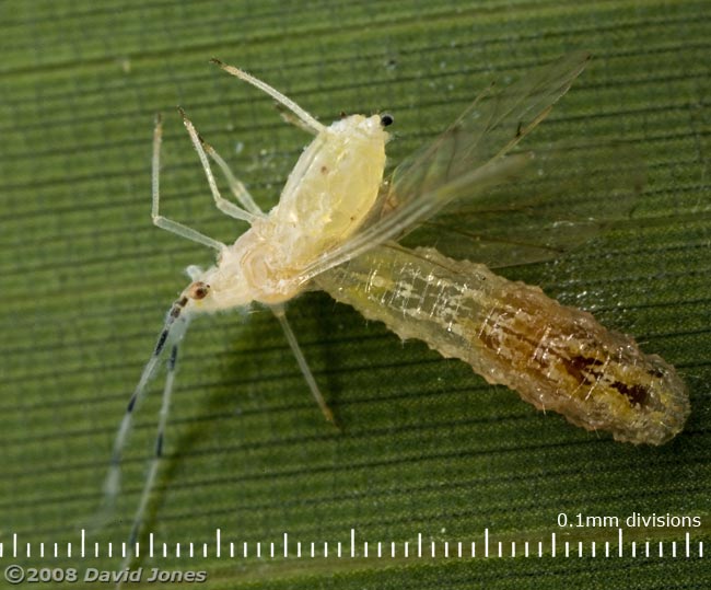 Hoverfly larva feeds on aphid (on bamboo leaf)