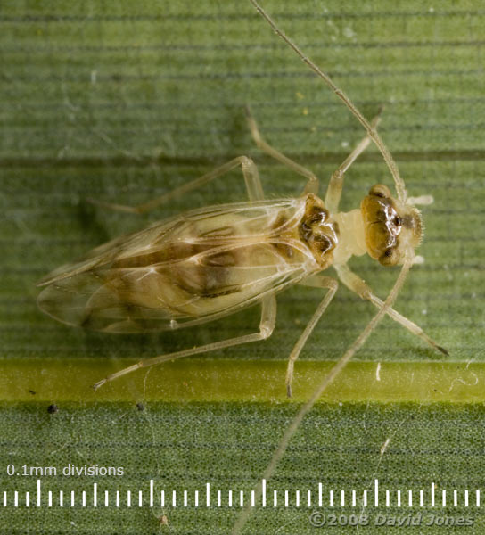 Barkfly (Graphopsocus cruiatus) on bamboo leaf - 1